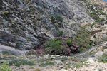On Ikaria the goat put on to be name honour